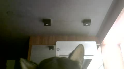 skinnykittencam online show from 30, 6, 2026