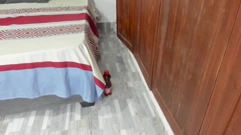 Snapshot of sophiia88 chatting on 19, 2, 2026 Shopiia88 online show from 19, 2, 2026