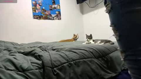 spartan_knight16 online show from 13, 9, 2025