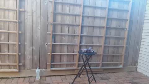 Snapshot of srtxshow chatting on 19, 12, 2024 srtxshow online show from 19, 12, 2024