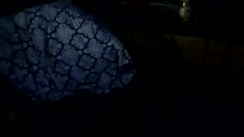 sloth online show from 27, 2, 2026