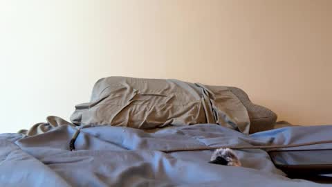 Snapshot of sweet6161 chatting on 24, 3, 2026 Zeppelin man online show from 24, 3, 2026