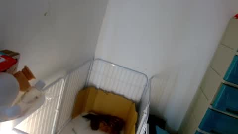 Lilly online show from 7, 1, 2025