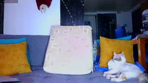 Snapshot of the_dog_lian chatting on 28, 6, 2026 the dog lian online show from 28, 6, 2026
