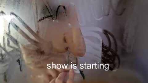 Snapshot of the_pussy_boulevard chatting on 11, 7, 2026 Anna online show from 11, 7, 2026