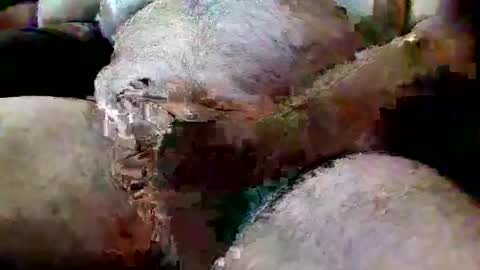 Snapshot of thiccd456 chatting on 13, 7, 2026 ThiccD online show from 13, 7, 2026