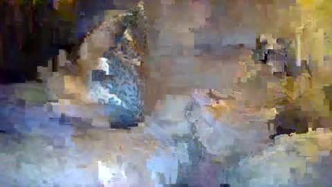 Snapshot of thommthomm71 chatting on 20, 7, 2026 thommthomm71 online show from 20, 7, 2026