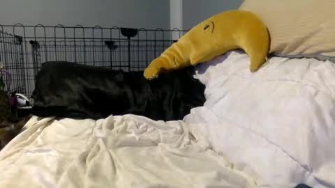 twinkybell online show from 27, 10, 2025