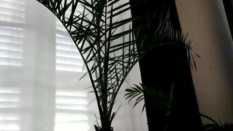 patricia online show from 2, 10, 2025