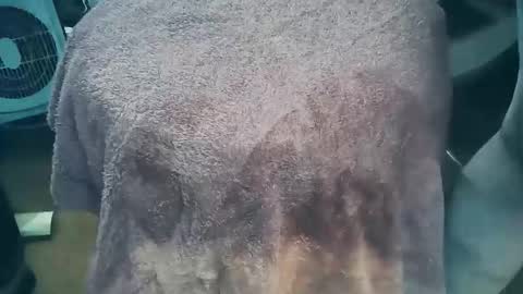 Snapshot of wildman6 chatting on 26, 3, 2026 wildman6 online show from 26, 3, 2026