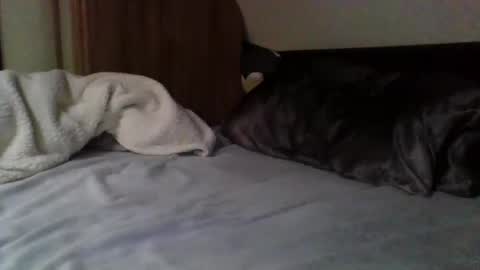 Snapshot of willobey chatting on 9, 2, 2025 papa bear online show from 9, 2, 2025