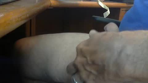 Snapshot of wineman88886 chatting on 21, 3, 2026 Wineman88886 online show from 21, 3, 2026