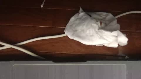 Snapshot of wolfyi chatting on 19, 2, 2026 Sultan Blaze online show from 19, 2, 2026