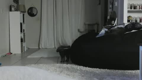 Snapshot of wrenleigh chatting on 5, 1, 2025 Crystal Lake online show from 5, 1, 2025