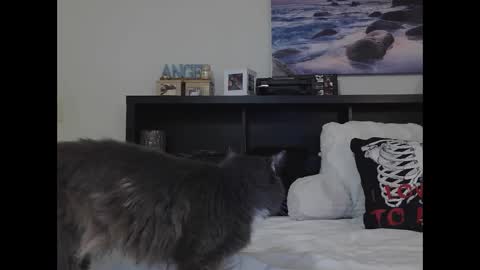 Snapshot of wrenleigh chatting on 25, 9, 2025 Crystal Lake online show from 25, 9, 2025