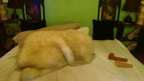 PAMPAM online show from 28, 2, 2025