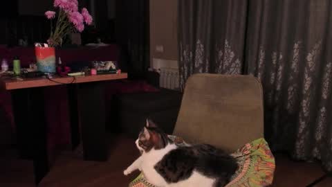 Max online show from 14, 11, 2025