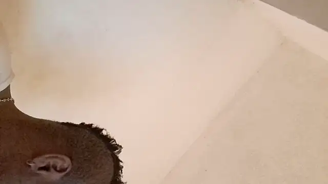 royblackbigpvt online show from 25, 3, 2026