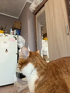 Snapshot of AmmyHot chatting on 13, 1, 2026 AmmyHot online show from 13, 1, 2026