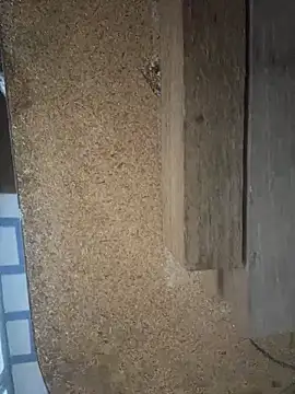 Snapshot of Followthepiper chatting on 29, 3, 2026 Followthepiper online show from 29, 3, 2026