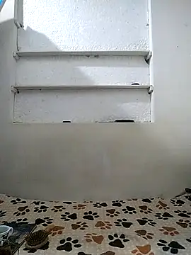 Cameron puppy online show from 12, 4, 2026