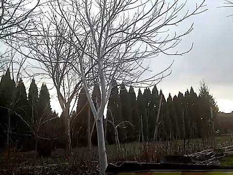 Snapshot of perversalus chatting on 2, 2, 2025 perversalus online show from 2, 2, 2025