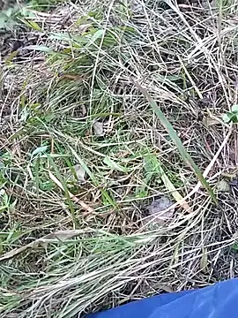 Nkumar173 online show from 10, 11, 2025