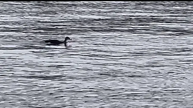 Snapshot of tokimori chatting on 28, 2, 2025 tokimori online show from 28, 2, 2025