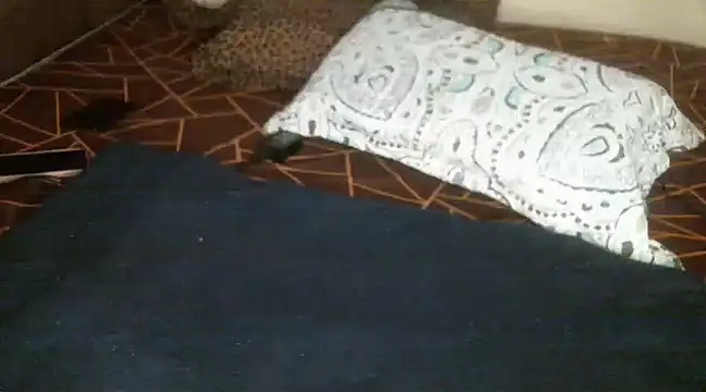 Sweetie pussy online show from 18, 3, 2025