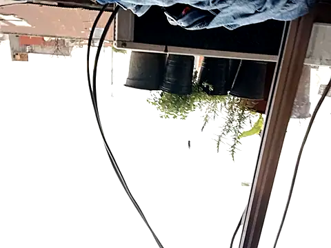 puak6666 online show from 29, 9, 2025