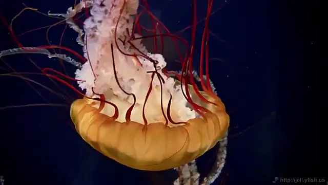 streamy test11 online show from 12, 3, 2026