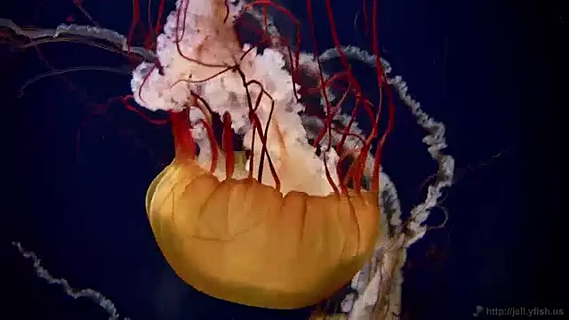 streamy test12 online show from 2, 12, 2024