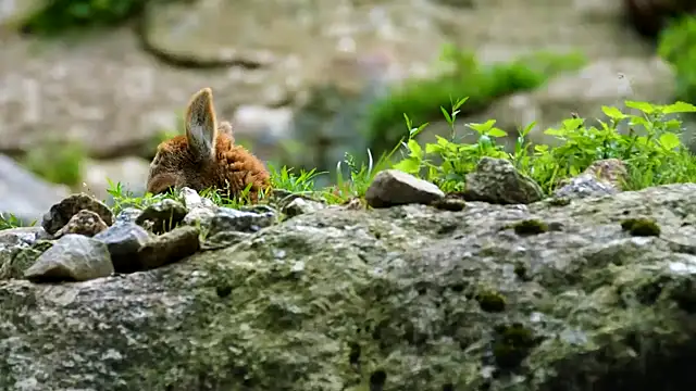 streamy test12 online show from 21, 1, 2025