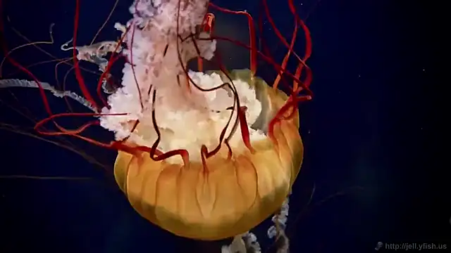 streamy test12 online show from 8, 10, 2025