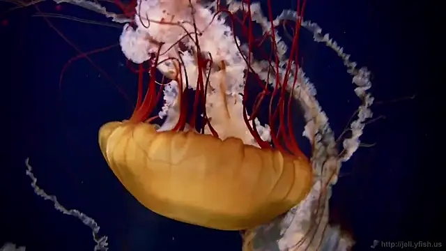 streamy test12 online show from 9, 10, 2025