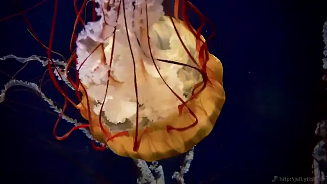 streamy test12 online show from 22, 10, 2025