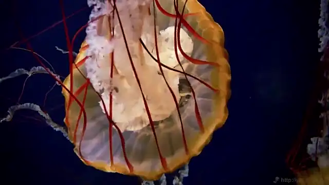 streamy test12 online show from 18, 11, 2025