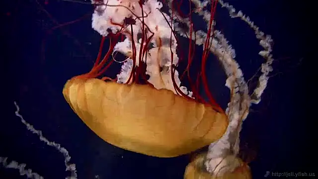 Snapshot of streamy_test15 chatting on 5, 12, 2024 streamy test15 online show from 5, 12, 2024