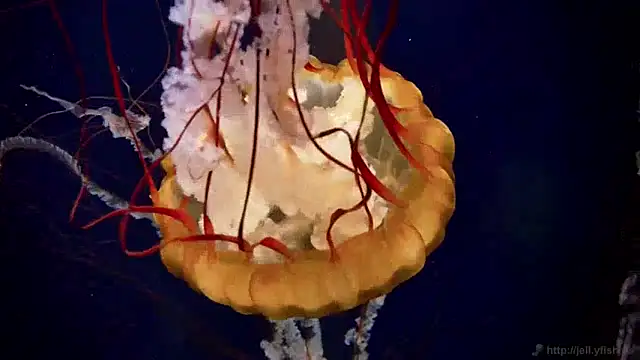 Snapshot of streamy_test15 chatting on 9, 12, 2024 streamy test15 online show from 9, 12, 2024