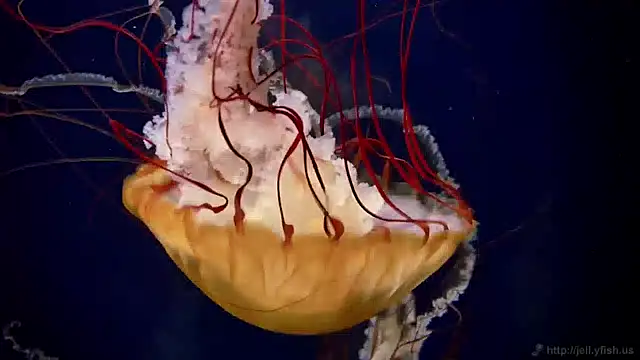 Snapshot of streamy_test15 chatting on 13, 12, 2024 streamy test15 online show from 13, 12, 2024