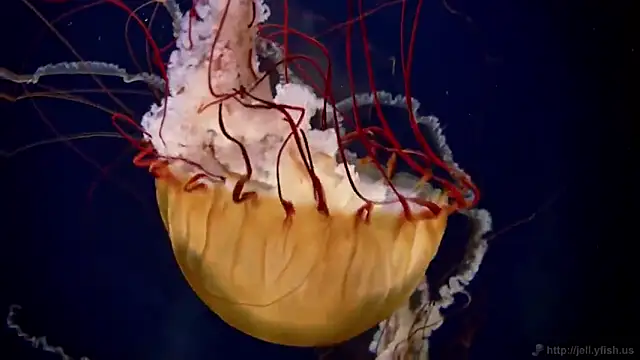 Snapshot of streamy_test15 chatting on 17, 2, 2025 streamy test15 online show from 17, 2, 2025