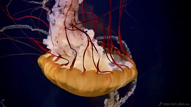 Snapshot of streamy_test15 chatting on 22, 9, 2025 streamy test15 online show from 22, 9, 2025