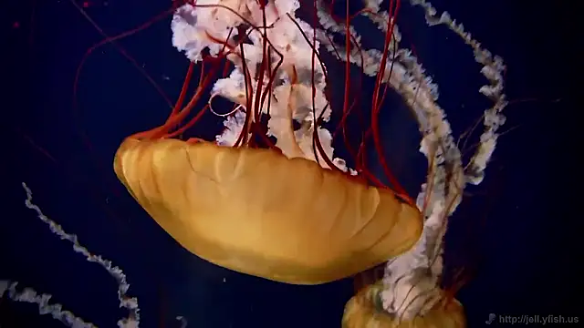 streamy test15 online show from 7, 11, 2025