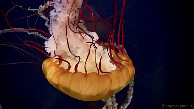 streamy test15 online show from 2, 12, 2025