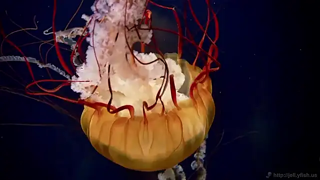 streamy test15 online show from 17, 12, 2025