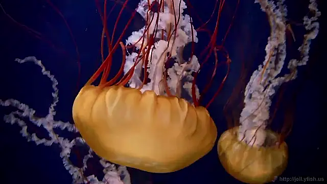 streamy test15 online show from 10, 2, 2026