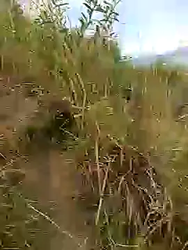 Snapshot of brigitht chatting on 30, 1, 2025 brigitht online show from 30, 1, 2025