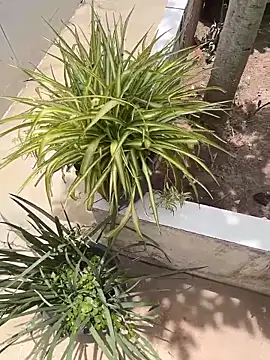 Snapshot of king_cum_ chatting on 12, 2, 2026 king cum online show from 12, 2, 2026