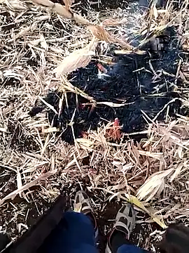 murokkk31 online show from 27, 11, 2025