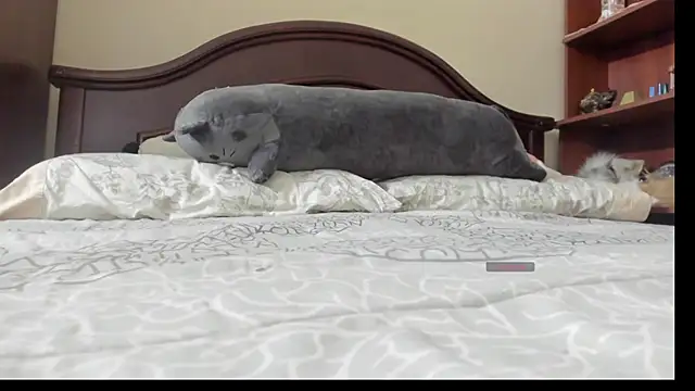 linnie  online show from 2, 2, 2026